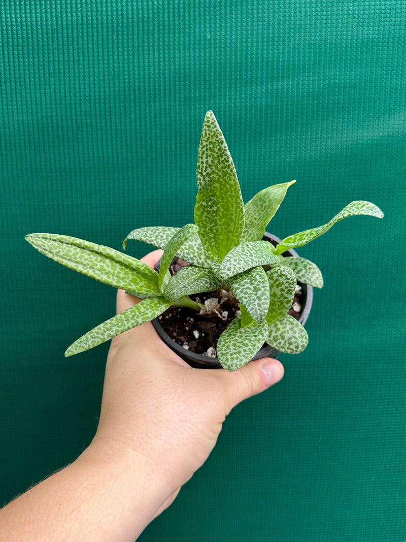 Ledebouria Paricifolia ‘Scilly’ (Cape Lilly)