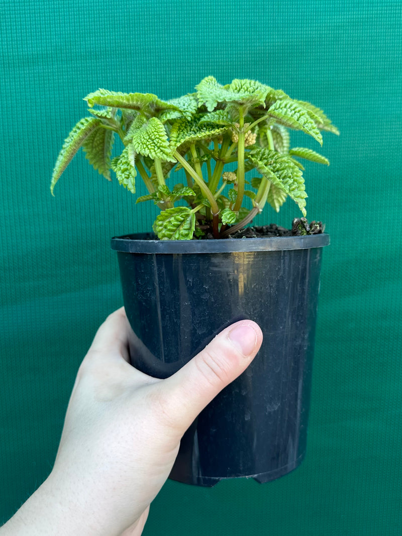 Pilea involucrata