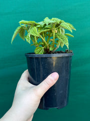 Pilea involucrata