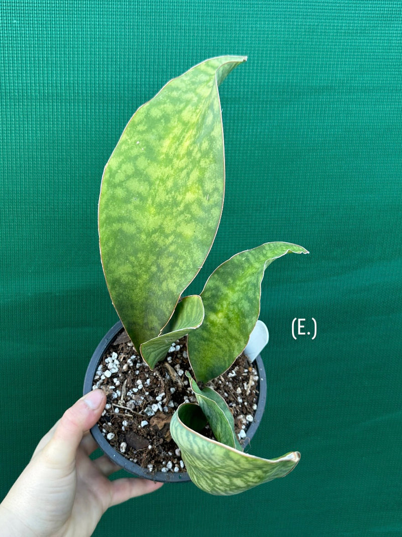 Sansevieria Masoniana ‘Mason’s Congo Paddle’ NEW