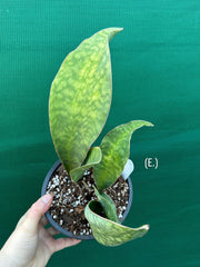 Sansevieria Masoniana ‘Mason’s Congo Paddle’ NEW