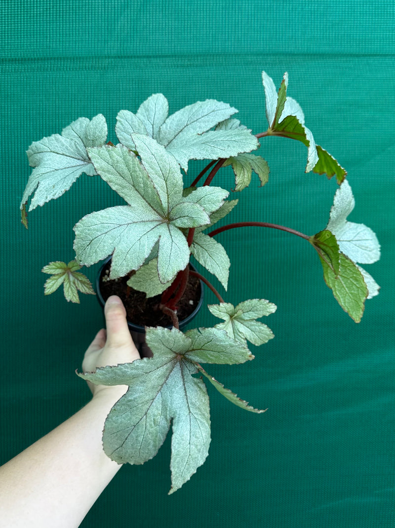 Begonia ‘Pollux’
