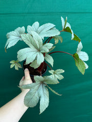 Begonia ‘Pollux’