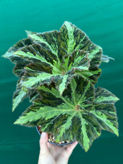 Begonia ‘Norgrove Star’