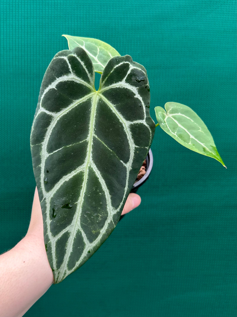 Anthurium Crystallinum Hybrid ‘Helga’ NEW