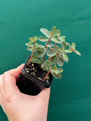 Peperomia verticillata