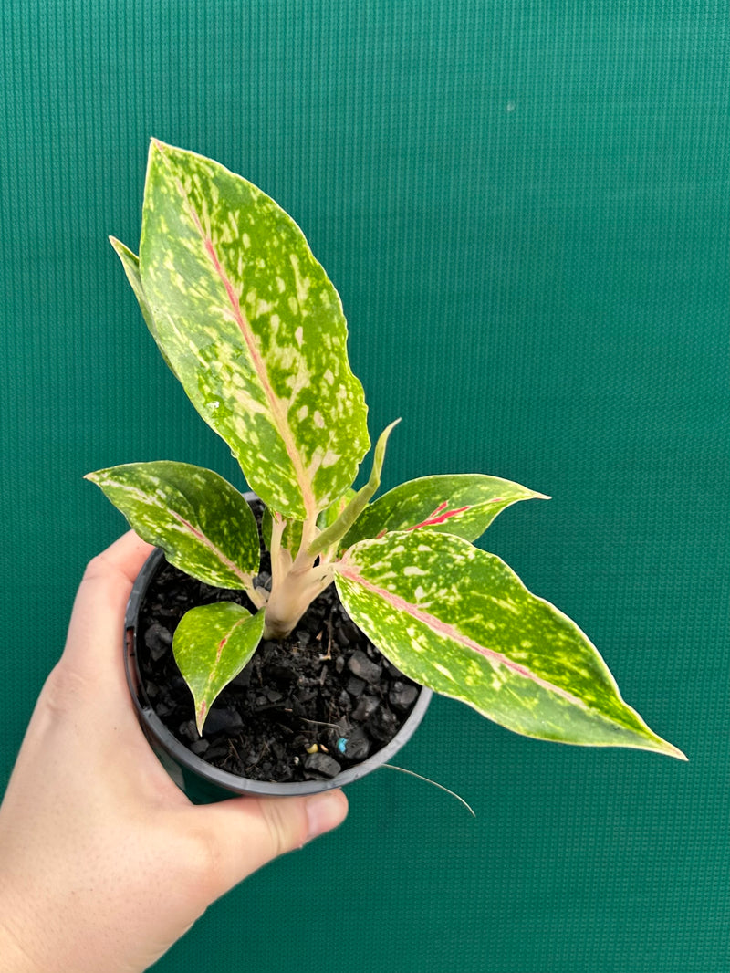 aglaonema fireworks Aglaonema 'Firework' NEW