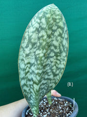 Sansevieria Masoniana ‘Mason’s Congo Paddle’ NEW