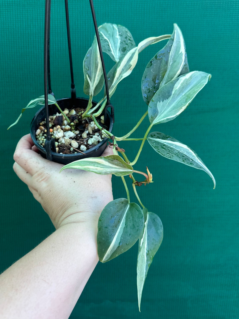 Philodendron hederaceum 'Rio'