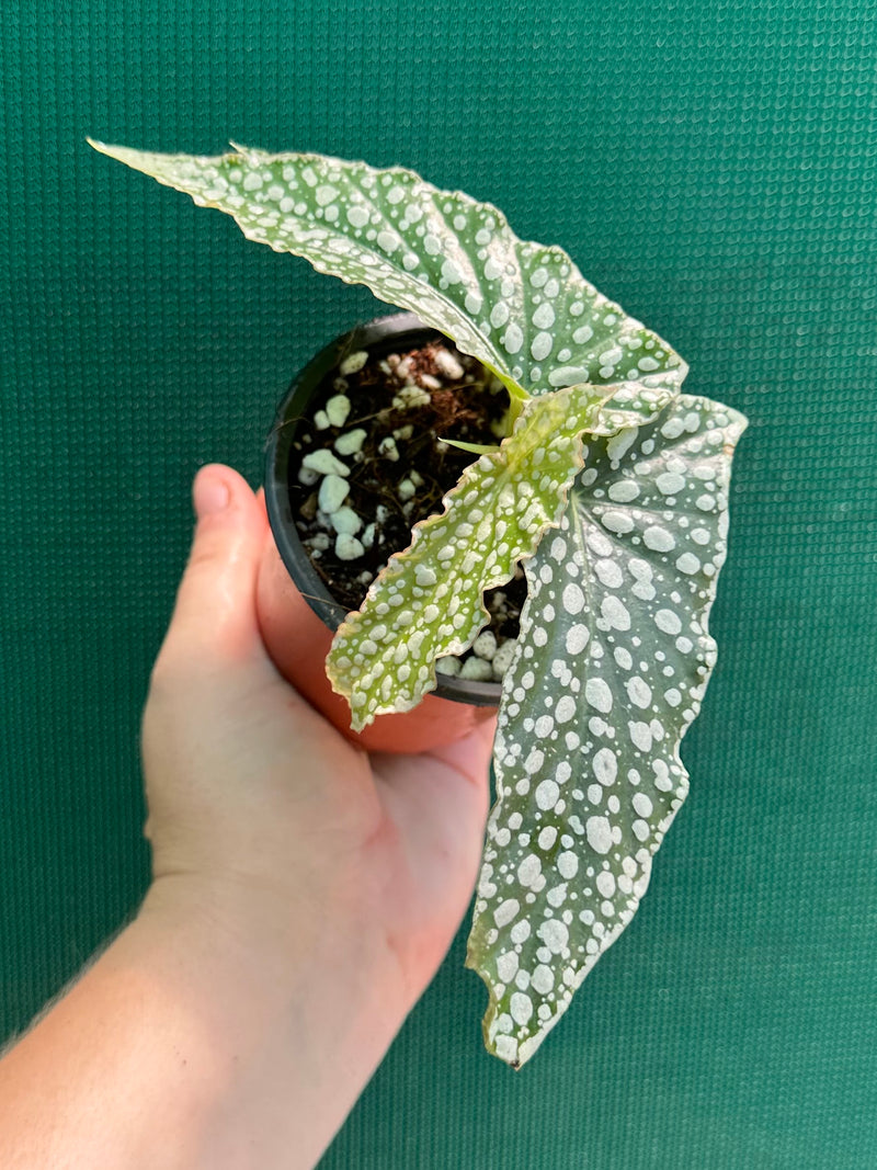 Begonia ‘White Ice’