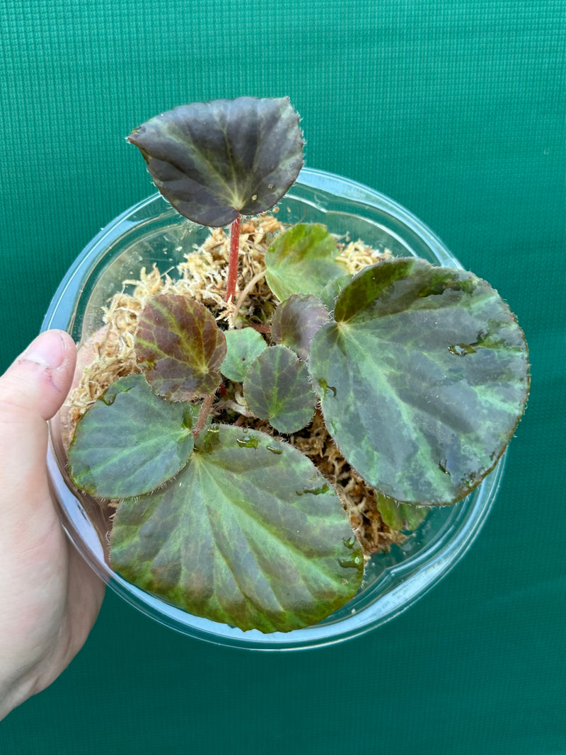 Begonia tagbanua variegated