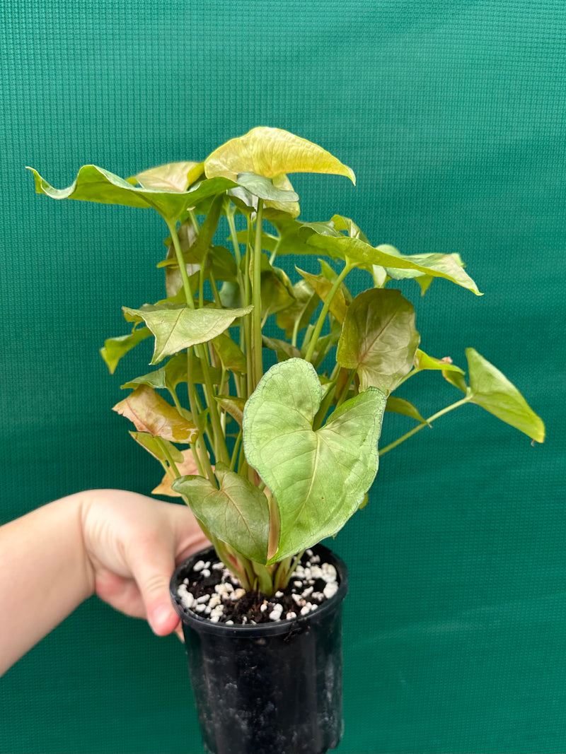 Syngonium 'Berry’