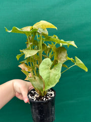Syngonium 'Berry’