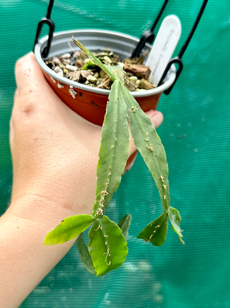 Rhipsalis crispata (NEW)