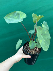 Alocasia ‘Lemon Lime Gecko’ NEW