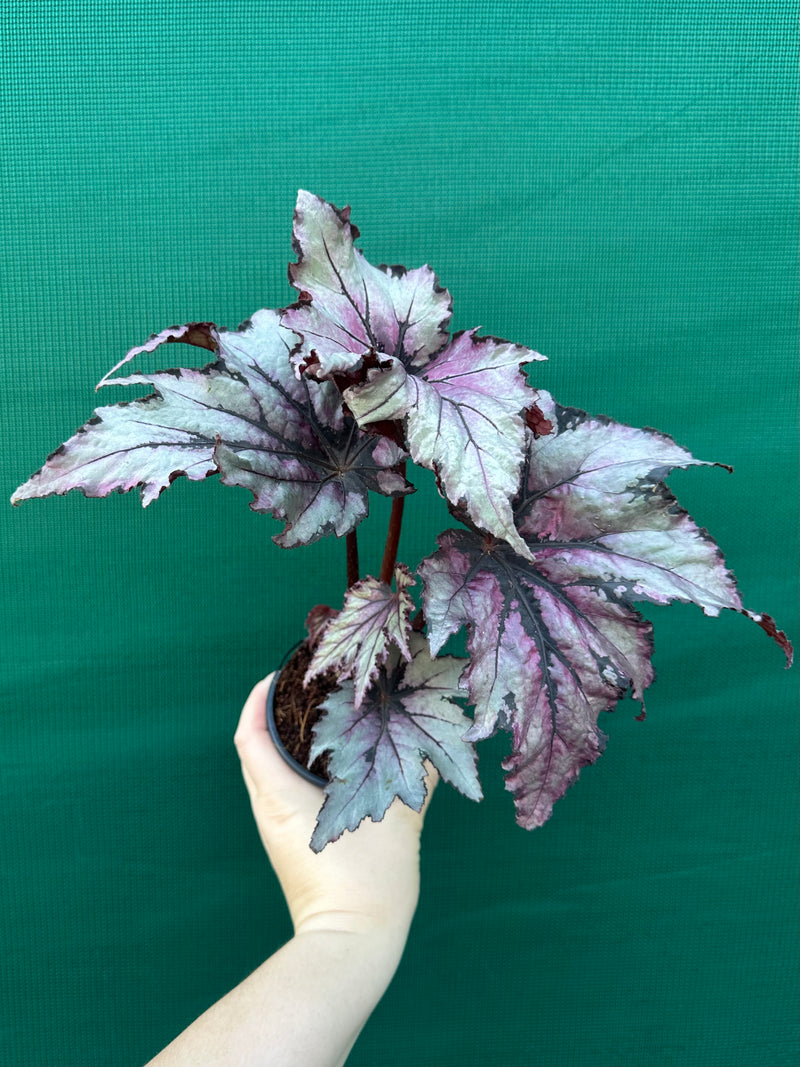 Begonia ‘Serpent’ NEW