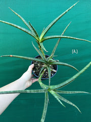 Sansevieria ballyi NEW