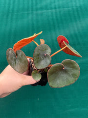 Begonia Lyman-Smithii