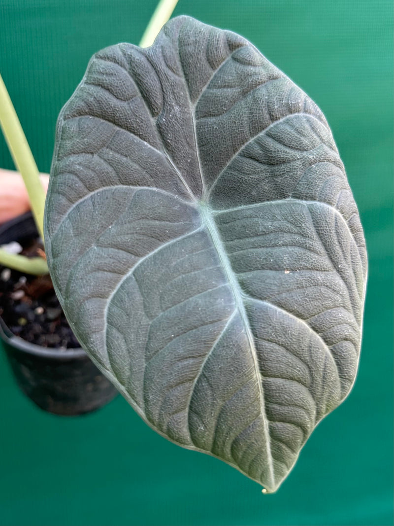 Alocasia ‘Inflos’ NEW