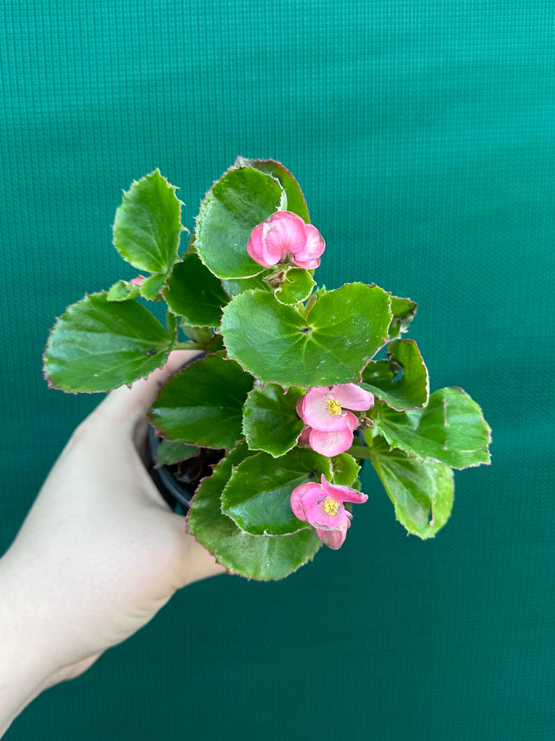 Begonia NOID 33