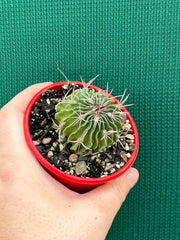 Stenocactus