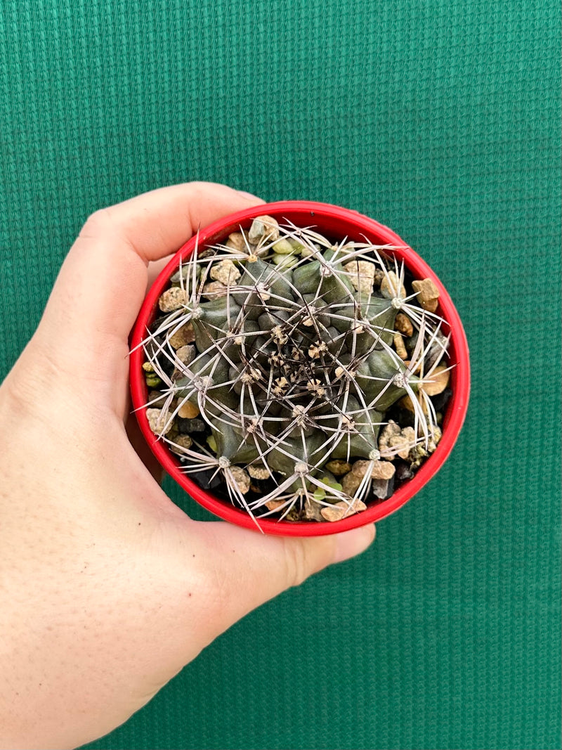 gymnocalycium (assorted)