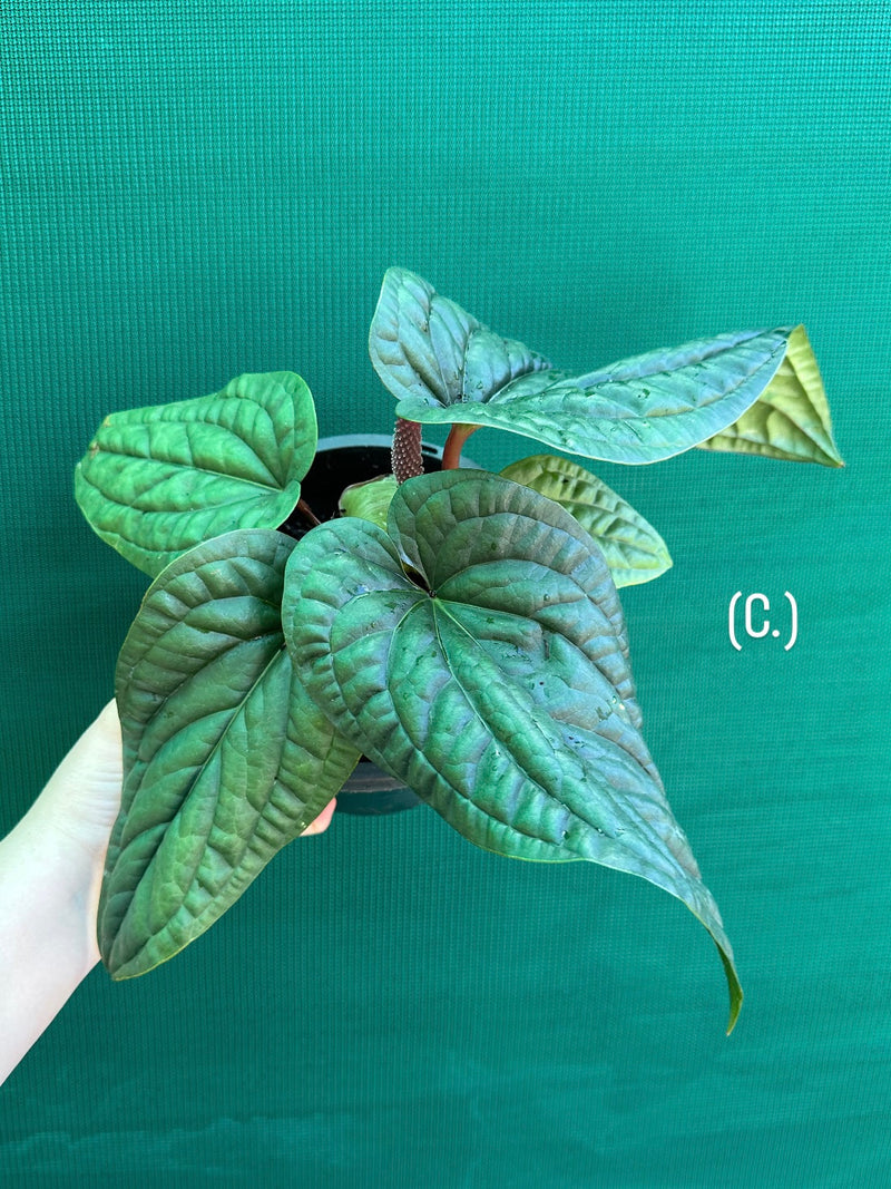 Anthurium luxurians x radicans