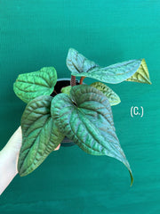 Anthurium luxurians x radicans