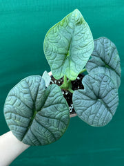 Alocasia ‘Melo’