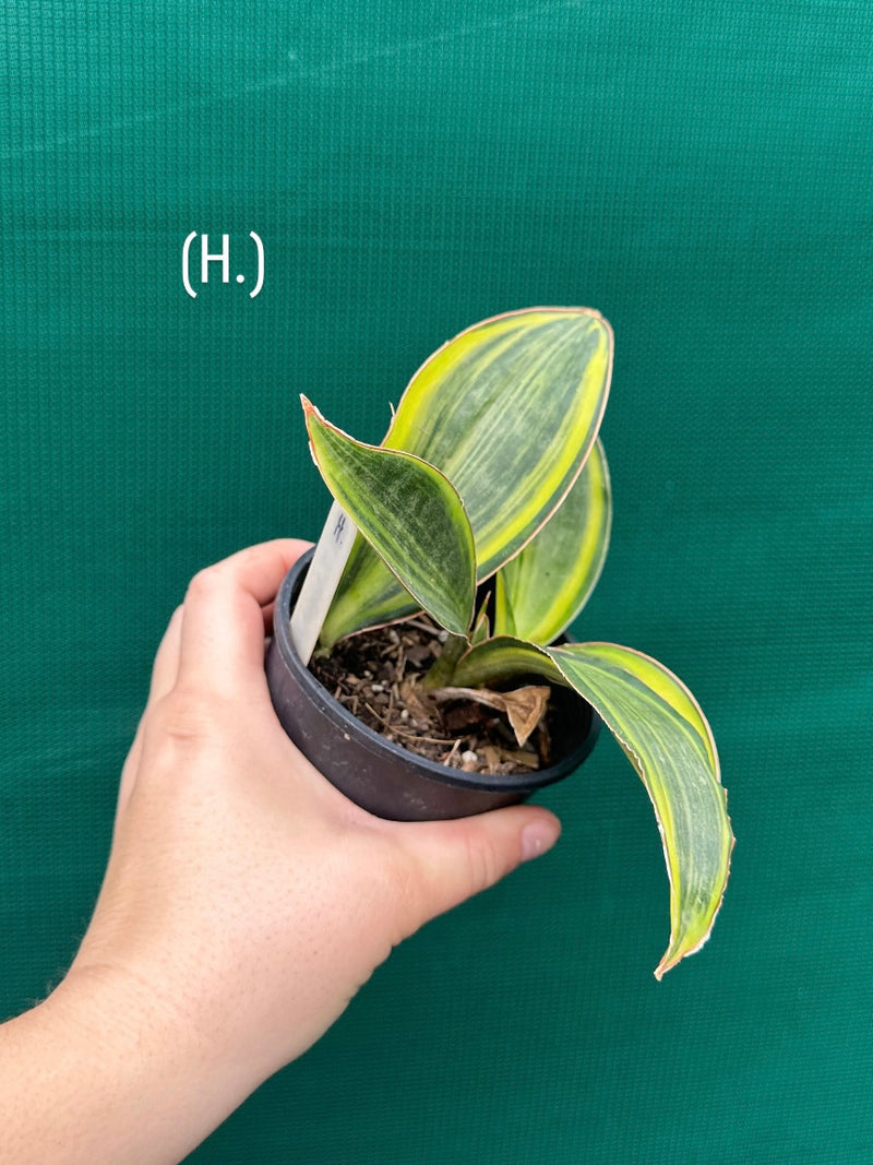 masoniana variegata NEW