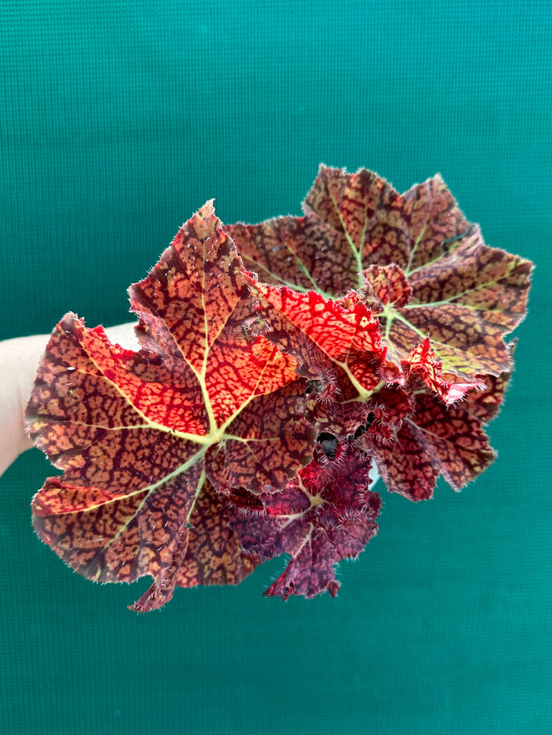 Begonia ‘Fireball’
