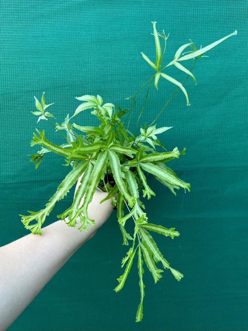 Pteris Fern Unknown 2