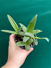 Ledebouria Paricifolia ‘Scilly’ (Cape Lilly)