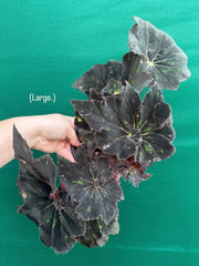 Begonia ‘Cantata’ NEW