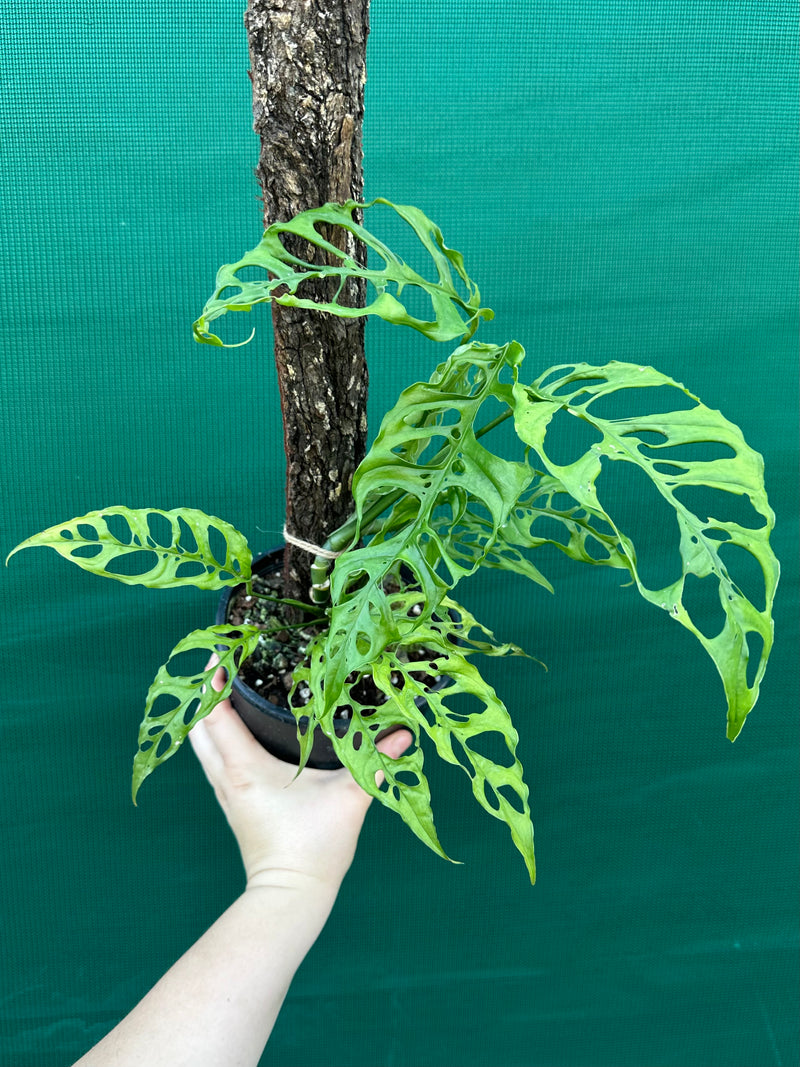 Monstera obliqua (Peru Form)