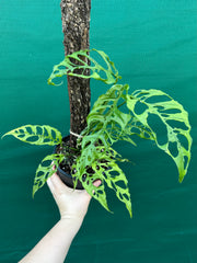 Monstera obliqua (Peru Form)