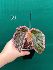 Begonia fulvovillosa (U012) NEW