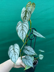 Philodendron Brandtianum