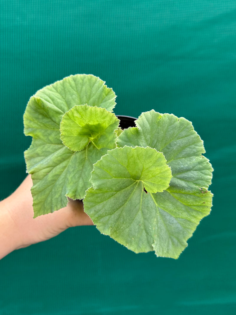 Begonia ‘Lindy Lime’