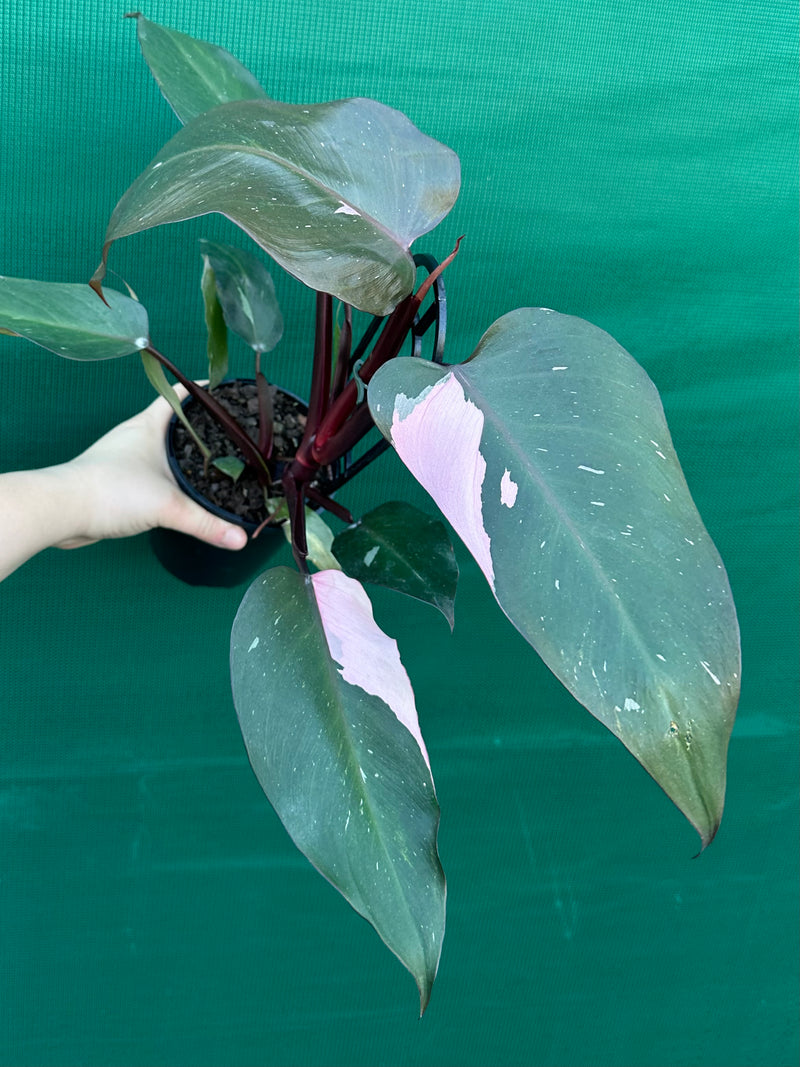 Philodendron ‘Pink Princess’