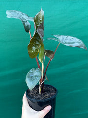 Alocasia ‘Yucatan Princess’