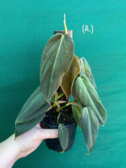 Philodendron ‘Gigas’