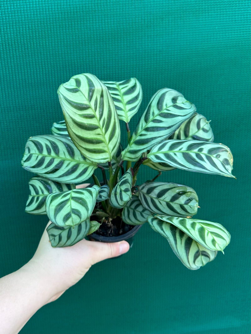 Ctnenanthe ‘Burle-Marxii’