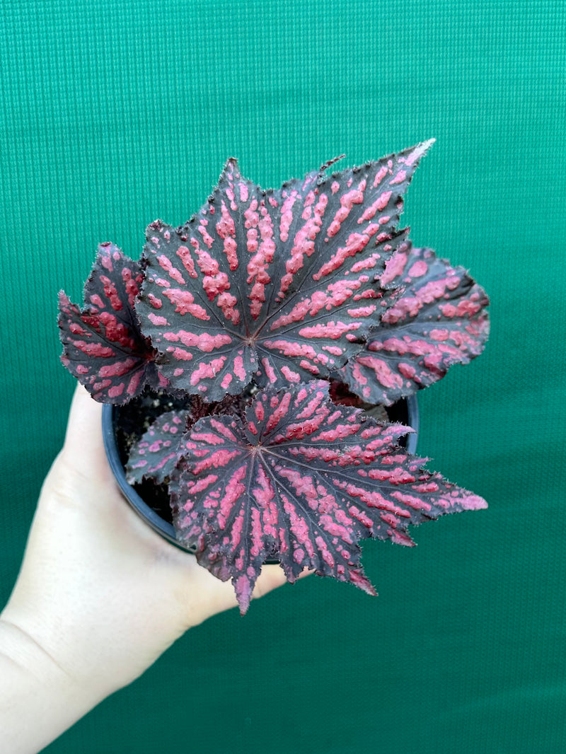 Begonia ‘Bewitch Red Black’ NEW