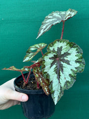 Begonia ‘Silver Legend’ NEW