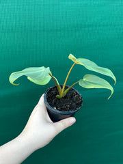 Philodendron ‘Gloriosum’