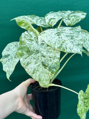 Alocasia odora batik ‘Splash’