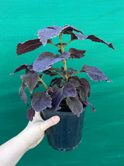Coleus ‘Black Prince’ NEW