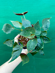 Begonia ubrici (species)