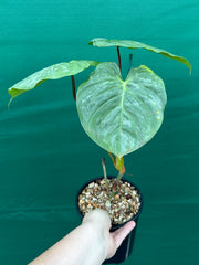 Philodendron 'Majestic' (Verrucosum x Sodiroi)